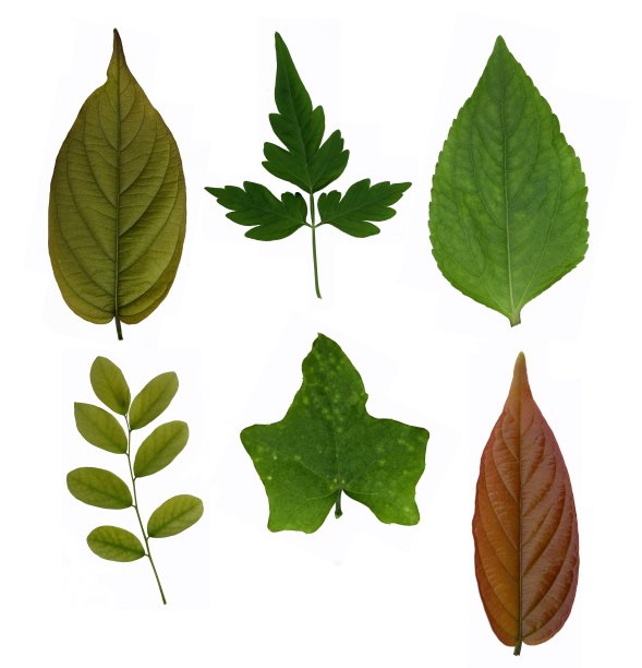 彩叶套装图片下载