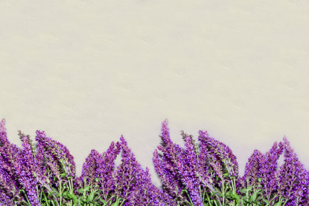 白色背景上的薰衣草图片下载
