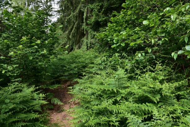 自然保护区普林斯克斯卡利图片下载