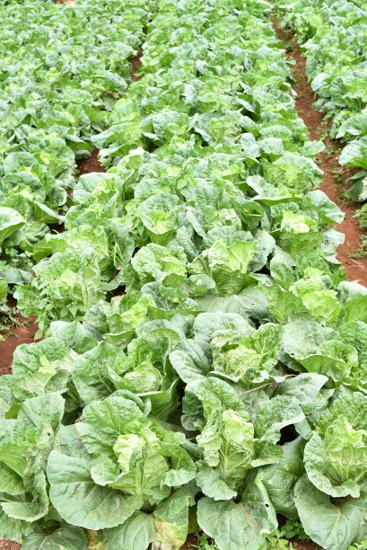 卷心菜领域图片下载