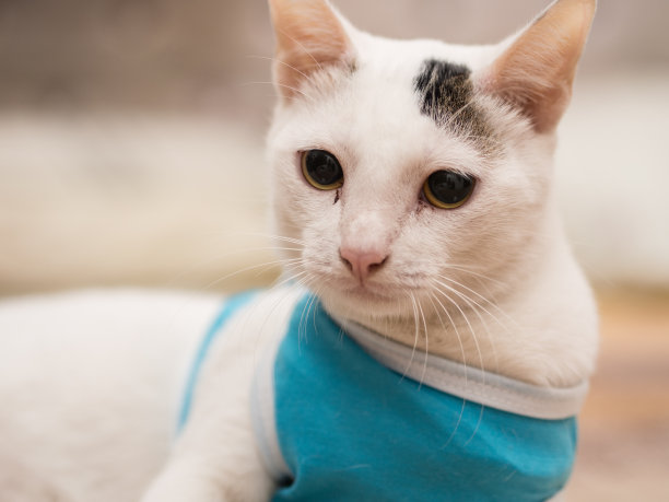 蓝色衬衫白猫的肖像图片下载