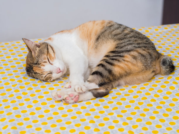 条纹猫睡在床上图片下载