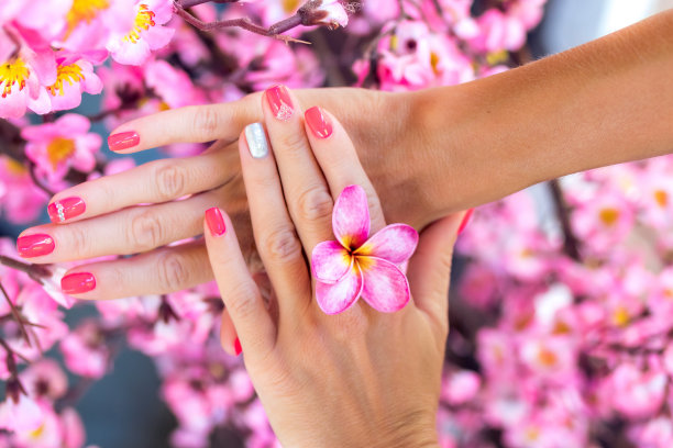 鸡蛋花在女人手里的花上点缀着美丽的粉红色樱花背景图片下载