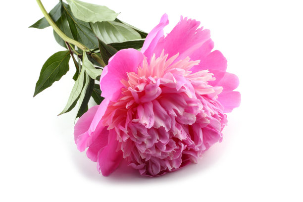 牡丹花朵图片下载