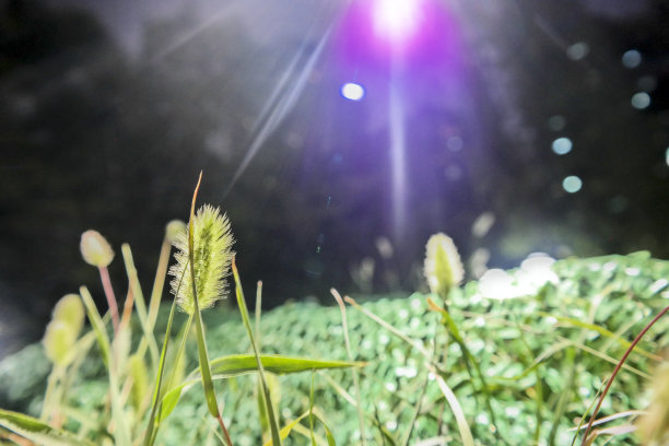 晚上用散谷拢草图片下载