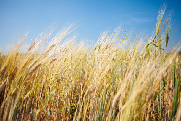 在一个阳光明媚的夏日，大麦田快要成熟了，可以收割了图片下载