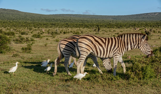斑马和白鹭图片下载