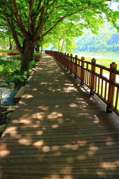 木甲板与大树图片下载