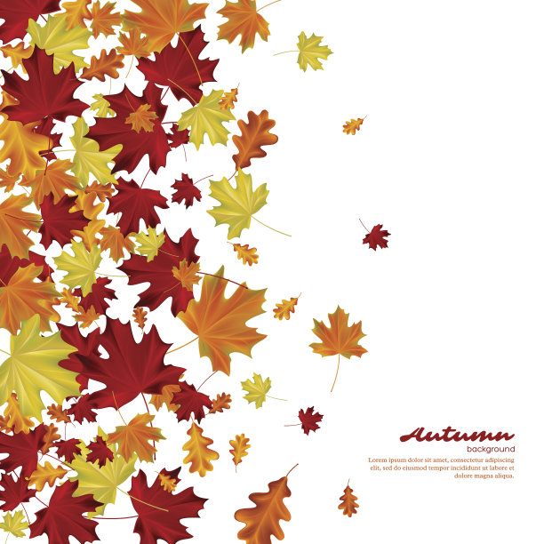 白色背景上的秋叶。图片下载