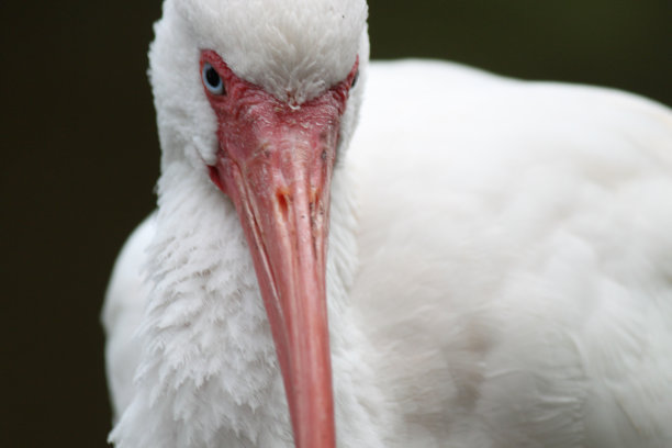白鹮鸟图片下载