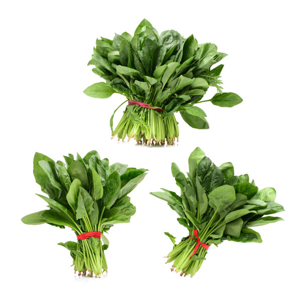 菠菜，白色背景图片下载