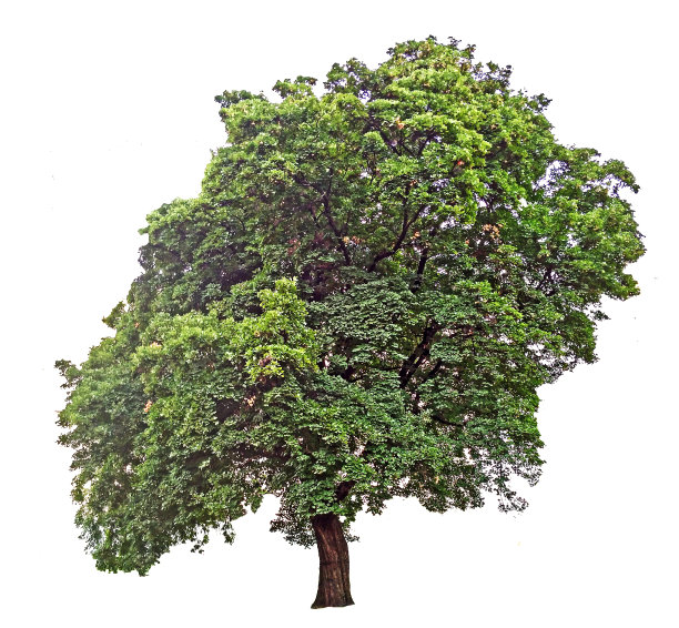 树孤立的白色背景图片下载