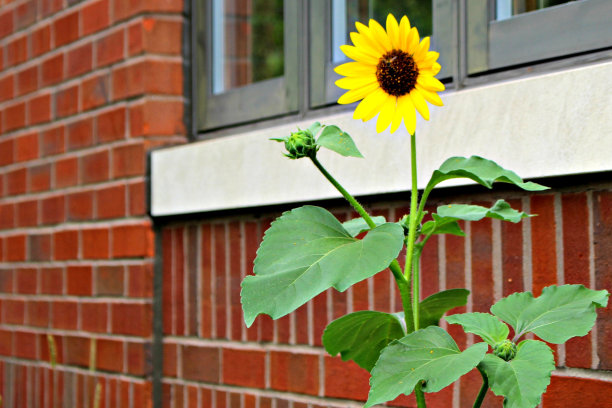 黄色向日葵贴砖图片下载