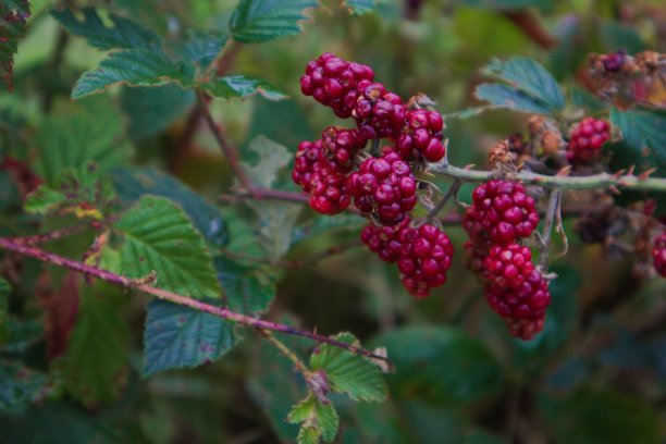 黑色浆果图片下载