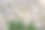 以绿色攀缘植物为背景的砖砌石墙图片下载