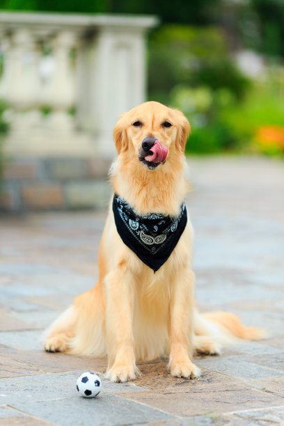 金毛猎犬图片下载