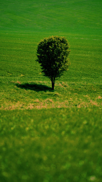 孤独的树图片下载