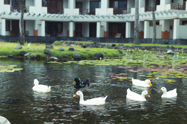 湖里有白鹅，家院里有鹅。努沙杜瓦公园，巴厘岛，印度尼西亚图片下载