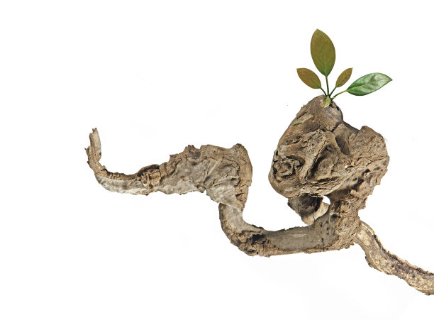 有叶的干枝图片下载