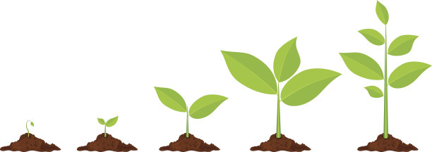 植物生长阶段素材图片