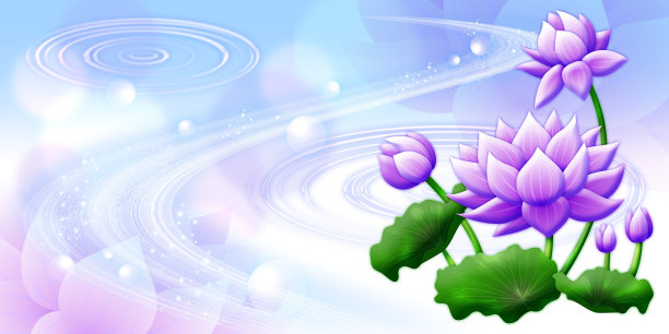 紫色荷花，白色背景图片下载