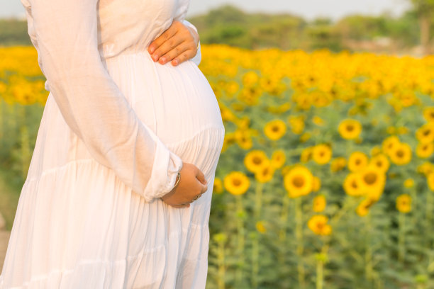 孕妇在向日葵花园背景中托着肚子图片下载