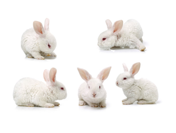 白色背景上的小白兔图片下载