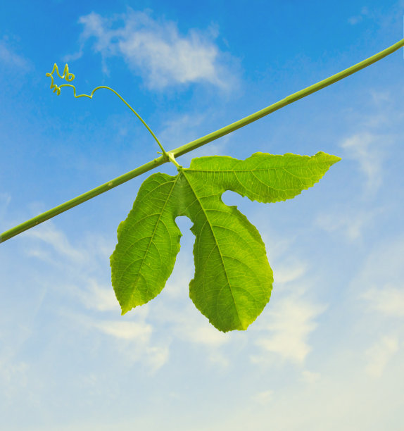 绿色来了图片下载