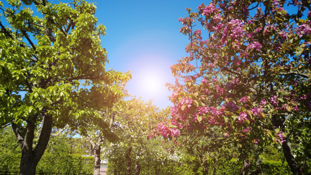 春天的画框树木与多色的幼叶和明亮的阳光透过树叶图片下载