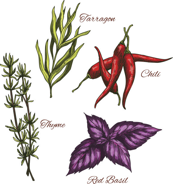 矢量香料和草本香料的草图图标图片下载
