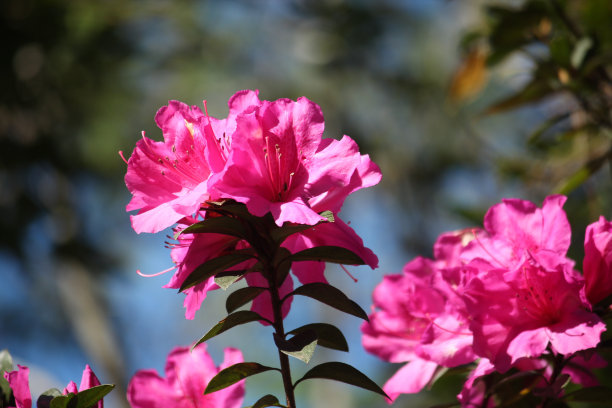 杜鹃花的花素材图片
