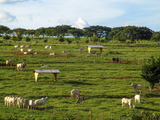 牛在绿色的草地上吃草图片下载