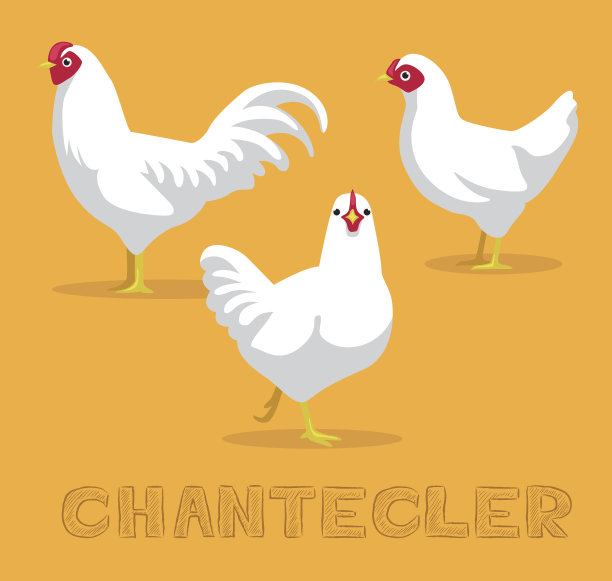 鸡Chantecler卡通矢量插图图片下载