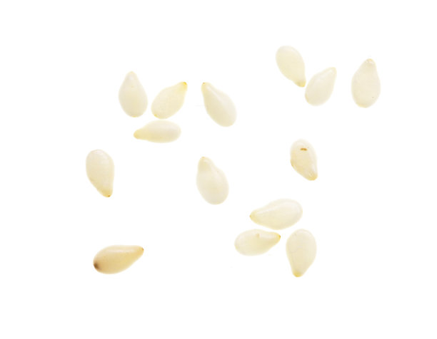 白色背景上的芝麻图片下载