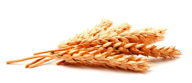 小麦穗和种子孤立在白色背景上图片下载