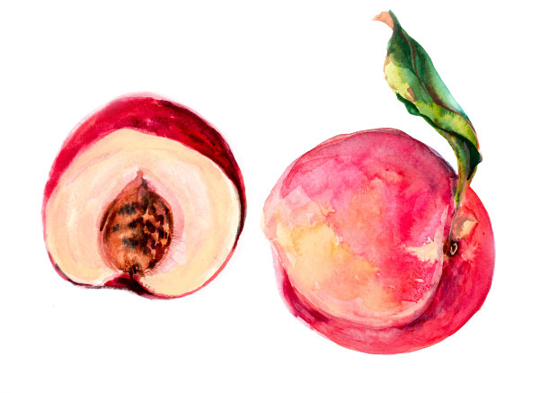 水彩水果和花_桃素材图片