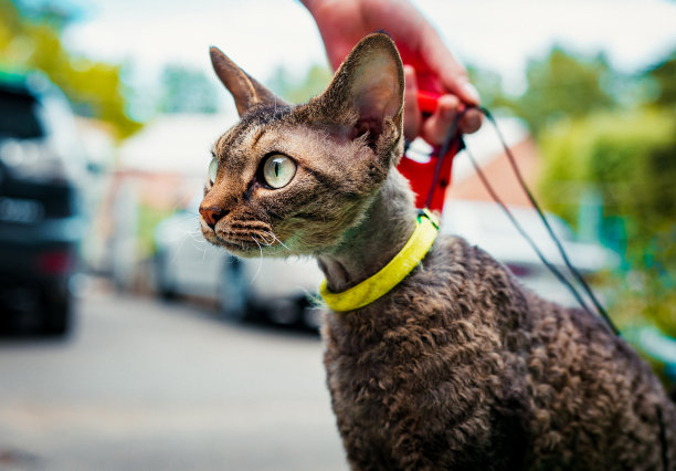 有趣的猫图片下载