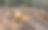 森林中的原木图片下载