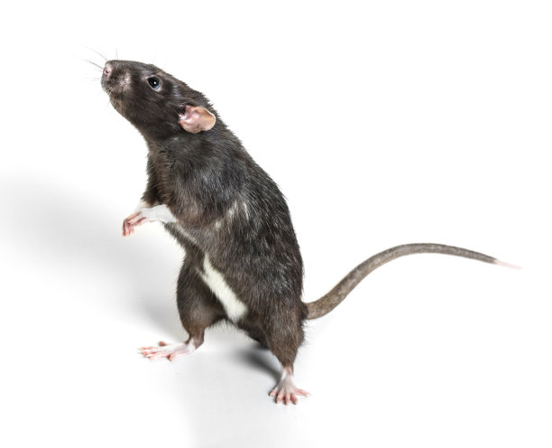 动物灰色老鼠特写图片下载