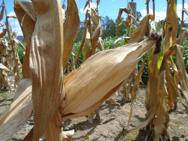 有干玉米秆的玉米地图片下载