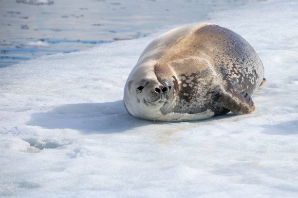 南极半岛浮冰上的食蟹海豹图片下载