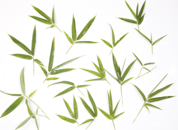 竹叶框架孤立在白色的背景。前视图。图片下载