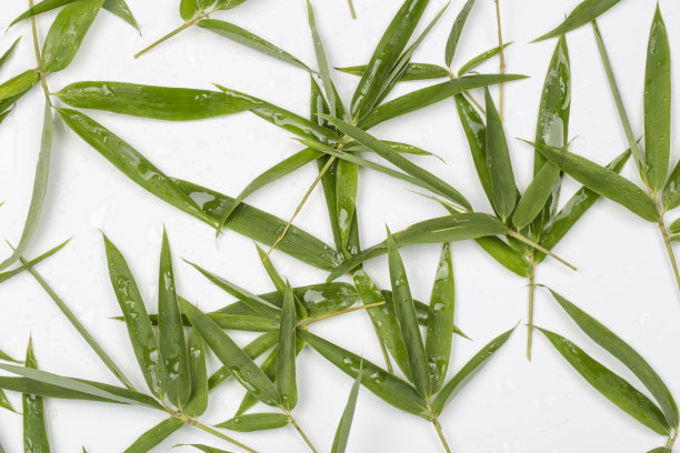 新鲜的竹叶和水滴在白色的背景。图片下载