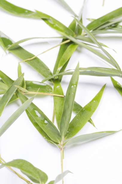 新鲜的竹叶和水滴在白色的背景。图片下载