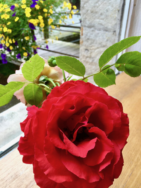 花瓶里有一朵红玫瑰图片下载