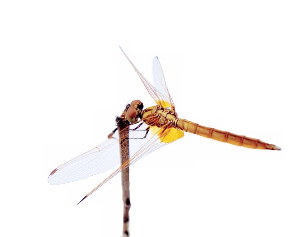 折断树枝上的蜻蜓图片下载