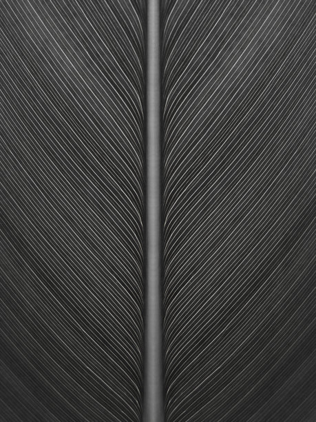 生长叶表面纹理，花柱黑白图片下载