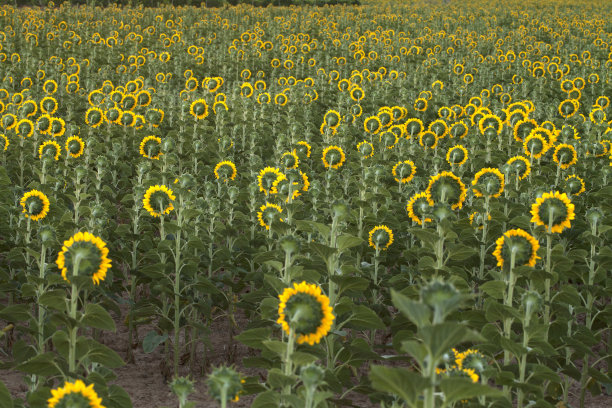 向日葵田图片下载