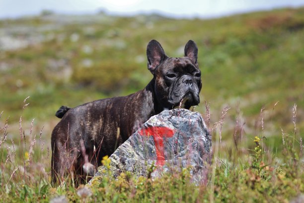 在Sikkilsdalen徒步旅行图片下载