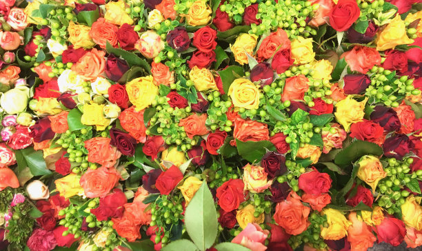 五颜六色的玫瑰从上面丛生图片下载
